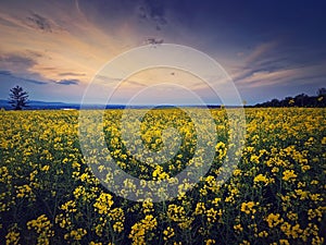 Rapeseed field under sunset sky background. Land with yellow canola flowers in the evening. Spring farmland seasonal blooming