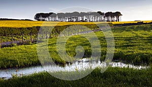 Rapeseed field Wales