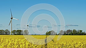 Rapeseed field with wind turbines on background