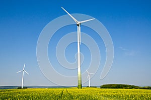 Rapeseed field and windwheels