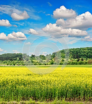 Rapeseed field withcloudy blue sky. Spring landscape