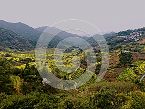 rapeseed field in Wuyuan, Jiangxi, China