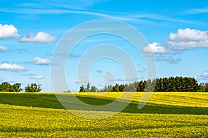 Rapeseed field in yellow bloom