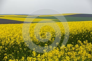 Rapeseed field with yellow. canola field in bloom in spring. Plant for green energy. Biofuel produced from rapeseed