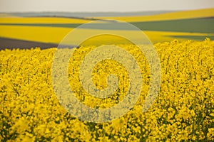 Rapeseed field with yellow. canola field in bloom in spring. Plant for green energy. Biofuel produced from rapeseed