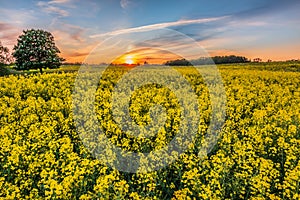 Rapeseed field with yellow flowers in the evening at sunset