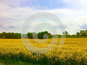 Rapeseed field, yellow and green