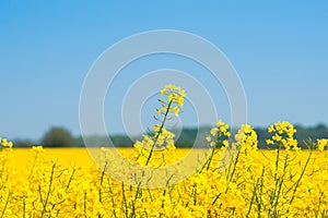 Rapeseed field with yellow plants