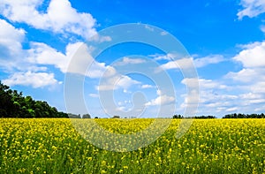 Rapeseed field. Yellow rape flowers, field landscape. Blue sky and rape on the