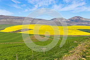 Rapeseed fields along the road to Franschhoek, South Africa