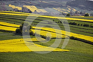 Rapeseed fields create beautiful geometric patterns