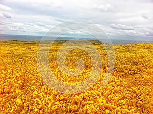 Rapeseed fields on Lundy Island