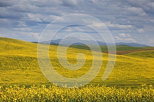 Rapeseed fields in Palouse washington