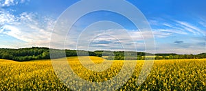 rapeseed fields panorama with with cloudly blue sky, canola rapeseed plant