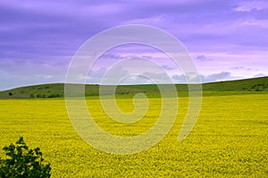 Rapeseed fields sight