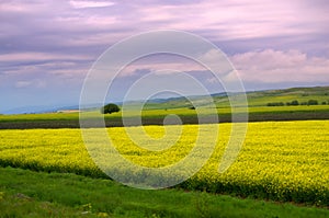 Rapeseed fields sight