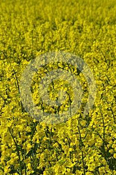 Rapeseed fields in Southern Sweden