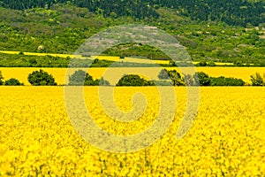 Rapeseed fields - yellow fileds and blue sky. Agriculture concept.