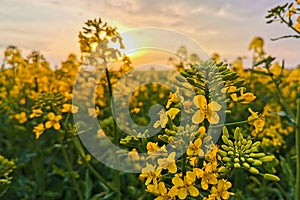 Rapeseed fields, yellow flowers at sunset light, agricultural landscape, farming industry. Blooming canola flowers