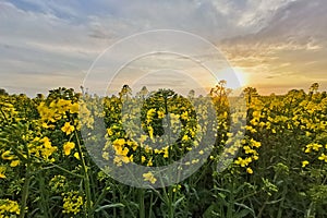 Rapeseed fields, yellow flowers at sunset light, agricultural landscape, farming industry. Blooming canola flowers