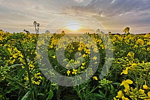 Rapeseed fields, yellow flowers at sunset light, agricultural landscape, farming industry. Blooming canola flowers