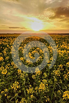 Rapeseed fields, yellow flowers at sunset light, agricultural landscape, farming industry. Blooming canola flowers