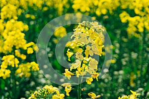 Rapeseed flower