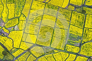 Rapeseed flower blooming in farmland