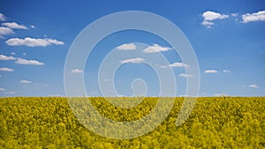 rapeseed flower blooming and nice sky, beautiful spring landscape. Colza (Brassica rapa