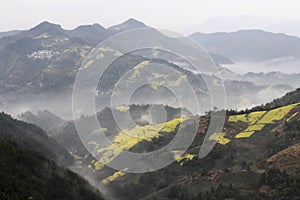 Rapeseed flower blossom in Chinese mountains