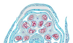 Rapeseed flower bud halve, Brassica napus, cross section, 20X micrograph