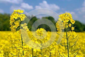 Rapeseed flower canola or colza in latin Brassica Napus