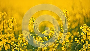 Rapeseed flower closeup. Colza canola plant for green energy, oil industry and honey plant.