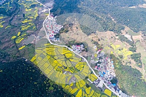 Rapeseed flower field in spring on mountainous area