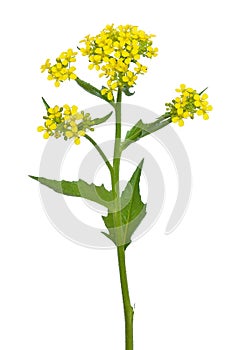 Rapeseed flower