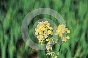 Rapeseed flower, spring plant, spring blooming in the center of France