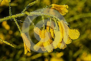 Rapeseed flowers