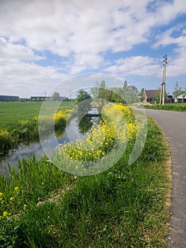 Rapeseed flowers along a canal and road