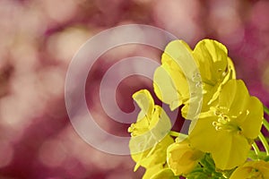 Rapeseed Flowers below Cherry Tree Blossoms