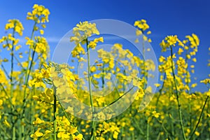 Rapeseed