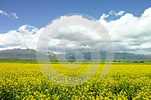 Rapeseed flowers blooming under blue sky and white clouds