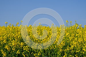 Rapeseed Flowers and blue sky