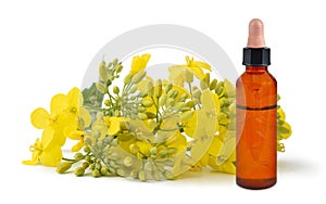 Rapeseed flowers with bottle with essential oil