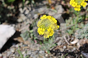 Rapeseed Flowers (Brassica Napus)