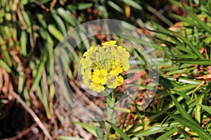 Rapeseed Flowers (Brassica Napus)