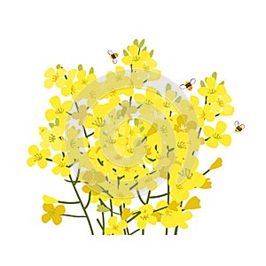 Rapeseed flowers bunch isolated on white background. Brassica napus blossom, vector illustration