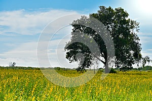 Rapeseed flowers field or grass yellow field and alone tree in spring landscape view on blue sky and sunlight beautiful background