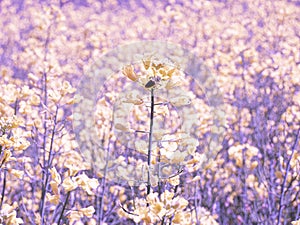 Rapeseed flowers field. Village life. Abandoned places. Forgotten people. natural living.