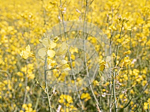 Rapeseed flowers field. Village life. Abandoned places. Forgotten people. natural living.