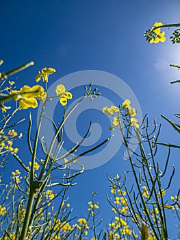 Rapeseed flowers field. Village life. Abandoned places. Forgotten people. natural living.